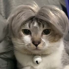 Pet Wig Wig Funny Props